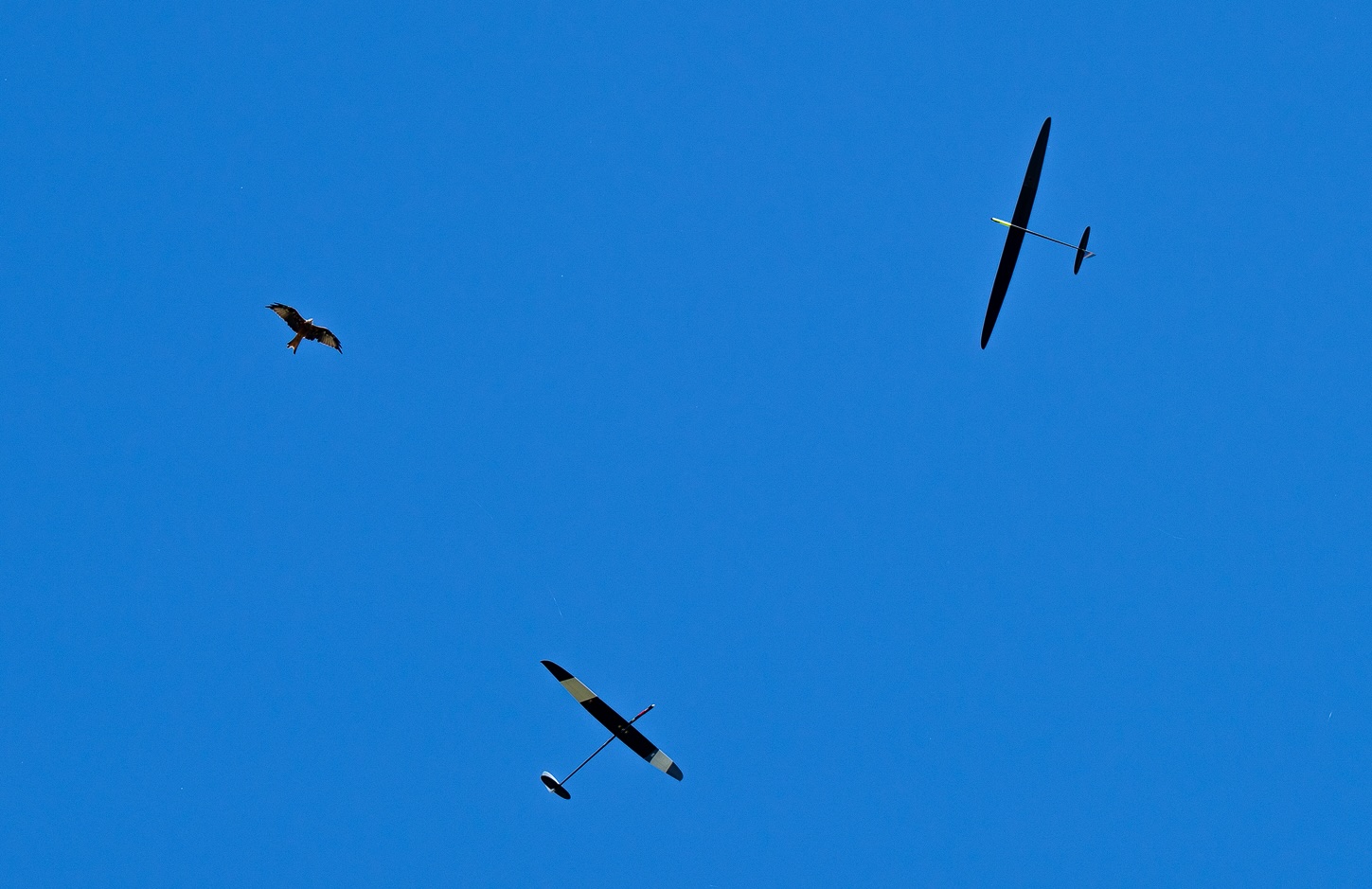 F5J-Modelle zusammen mit einem Milan in der Thermik